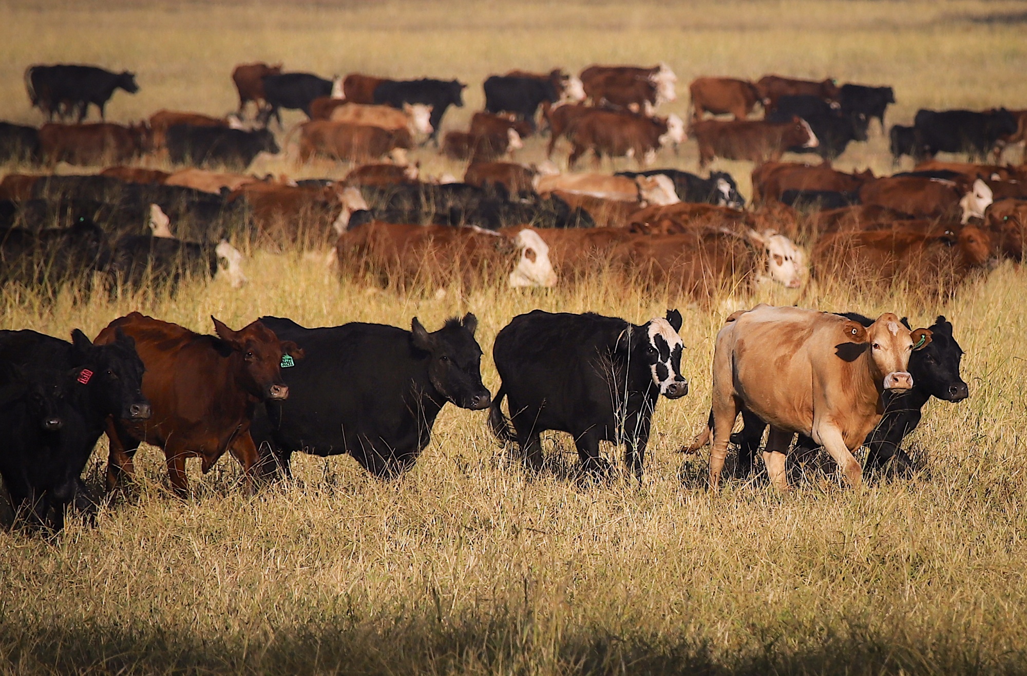关于牛的完整科普：起源、驯化、品类、肉质与工艺